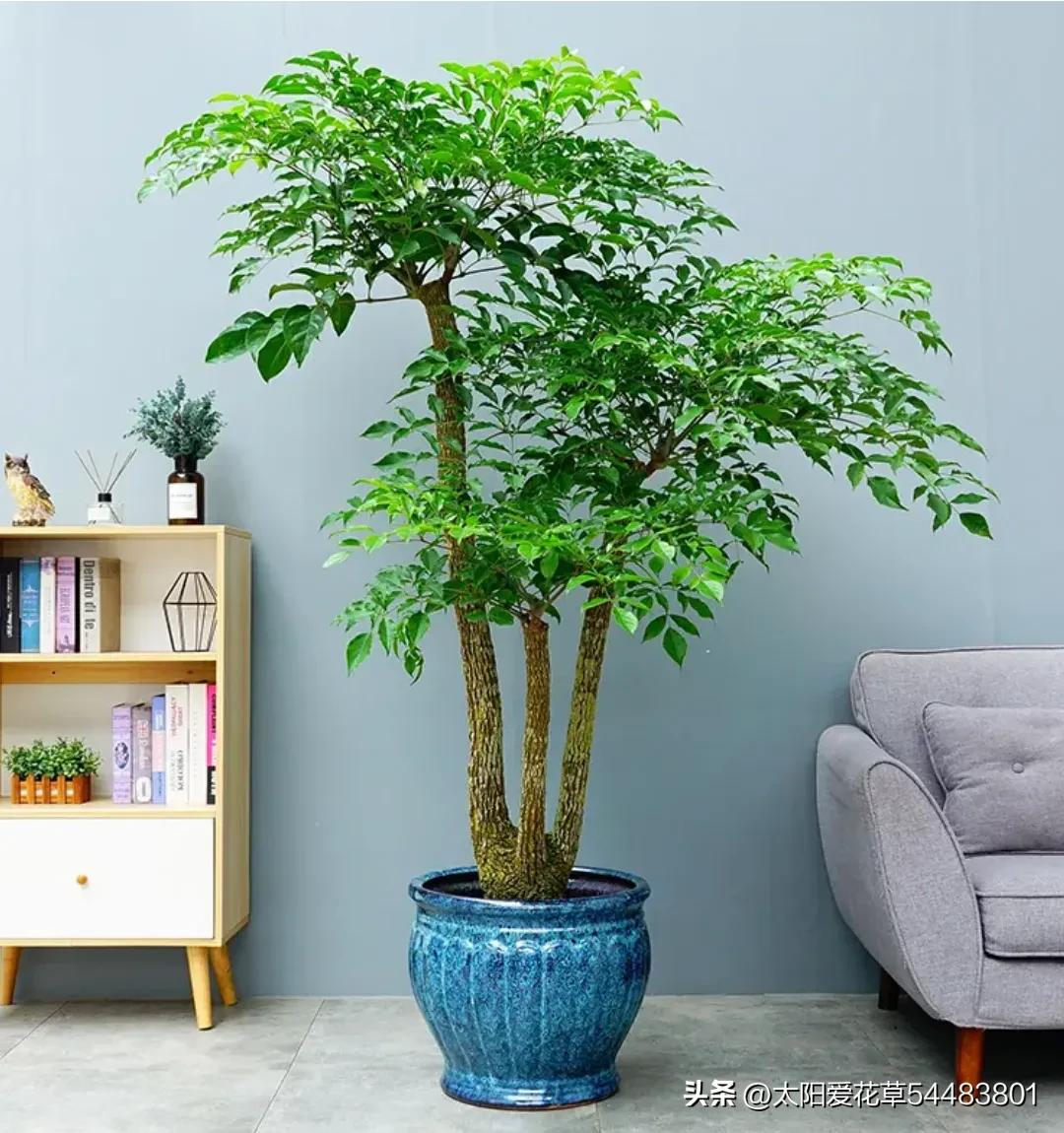 5种“大型盆栽”，寓意吉祥，客厅养一盆霸气十足，四季郁郁葱葱