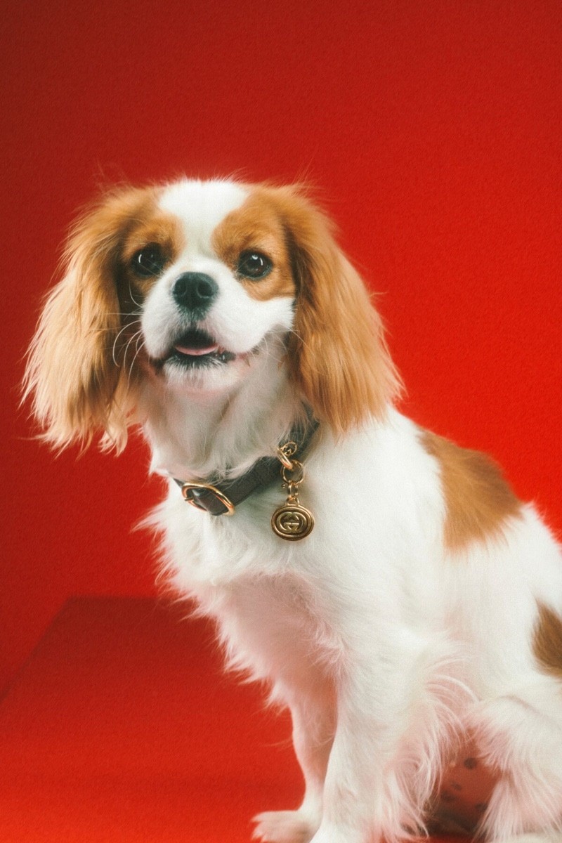 萌宠也跨年,gucci古驰宠物系列