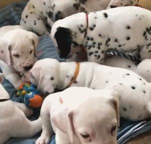 斑点狗为什么现在很少见,斑点狗这么可爱为什么很少人养