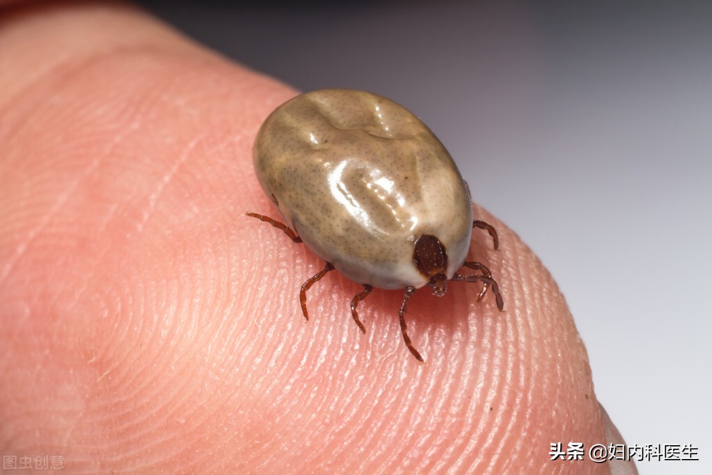 河南频繁有人因蜱虫病去世，蜱虫病到底是何病？为何致人于死地