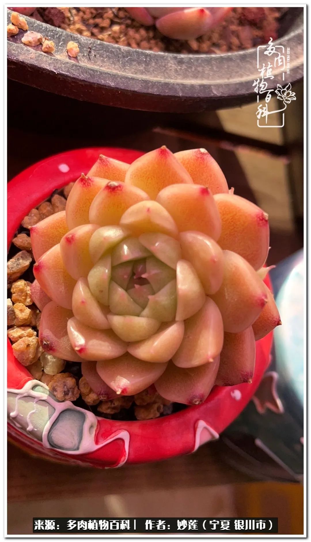 世间繁华三千不如一隅清欢,世间繁华三千不如有一院清欢