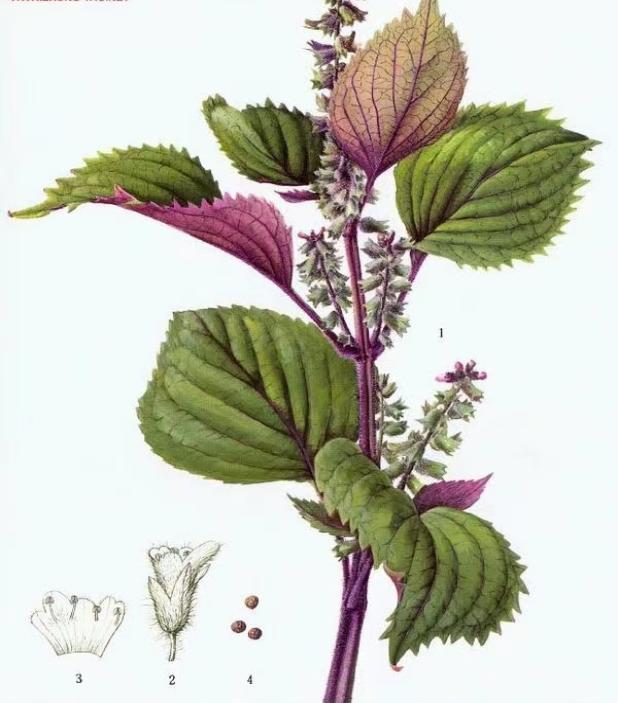 秋日吃蟹有哪些禁忌,金秋时节吃蟹专用