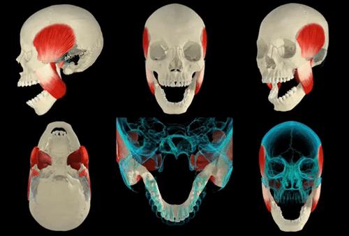 脸越来越方了是什么原因,脸部越来越方怎么回事