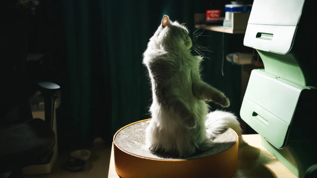 铲屎官的哲学观,铲屎官痛点