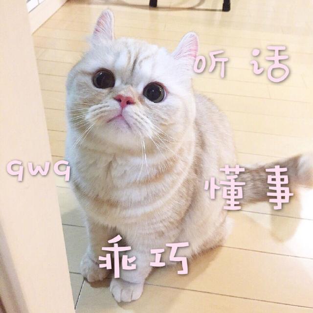 猫界中最通人性的几种猫你养了吗,5种便宜又好养的猫