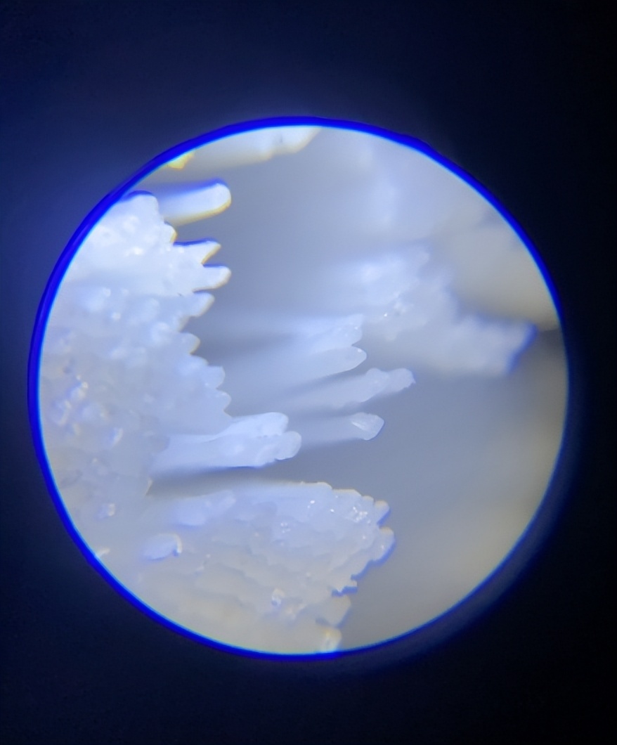 口碑最好的电动牙刷前十名飞利浦,飞利浦牙刷头2023和9021