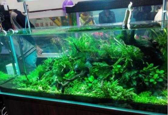 鱼缸玻璃内壁脏了怎么清洗,清洗鱼缸过滤棉的正确方法