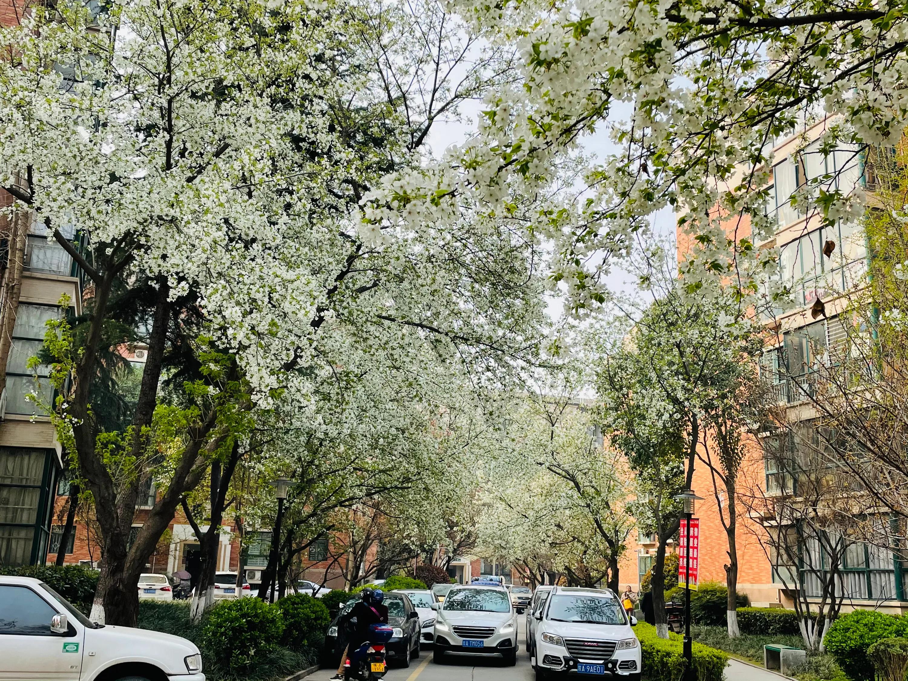 西安城南哪里有花海,来西安看看风景