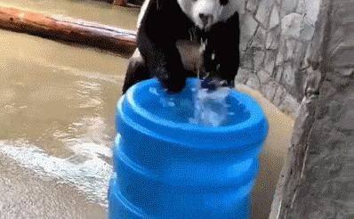 丫丫目前回国的样子,丫丫回国是好事还是坏事