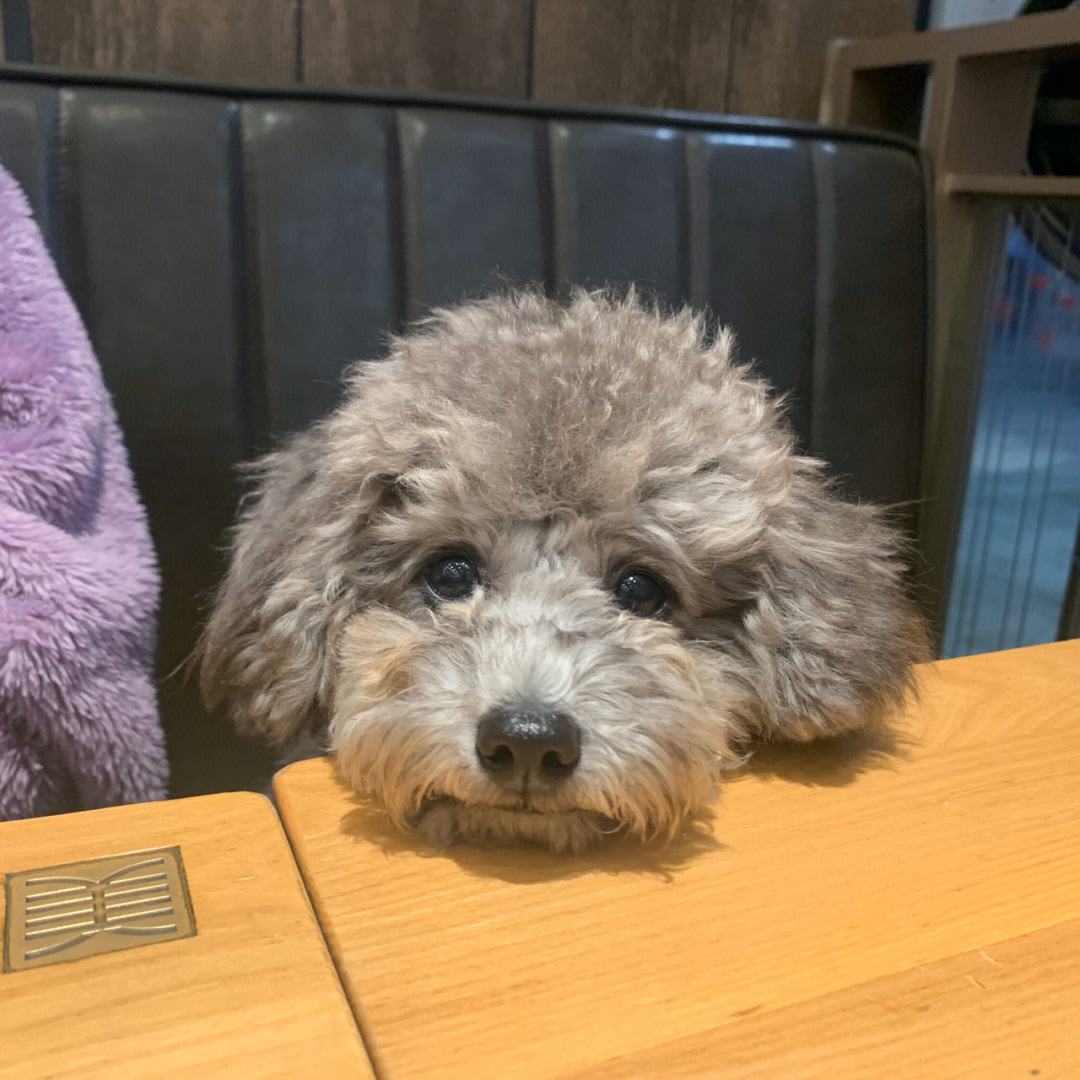 有洁癖的男生养什么狗狗,适合有洁癖的人养的狗狗