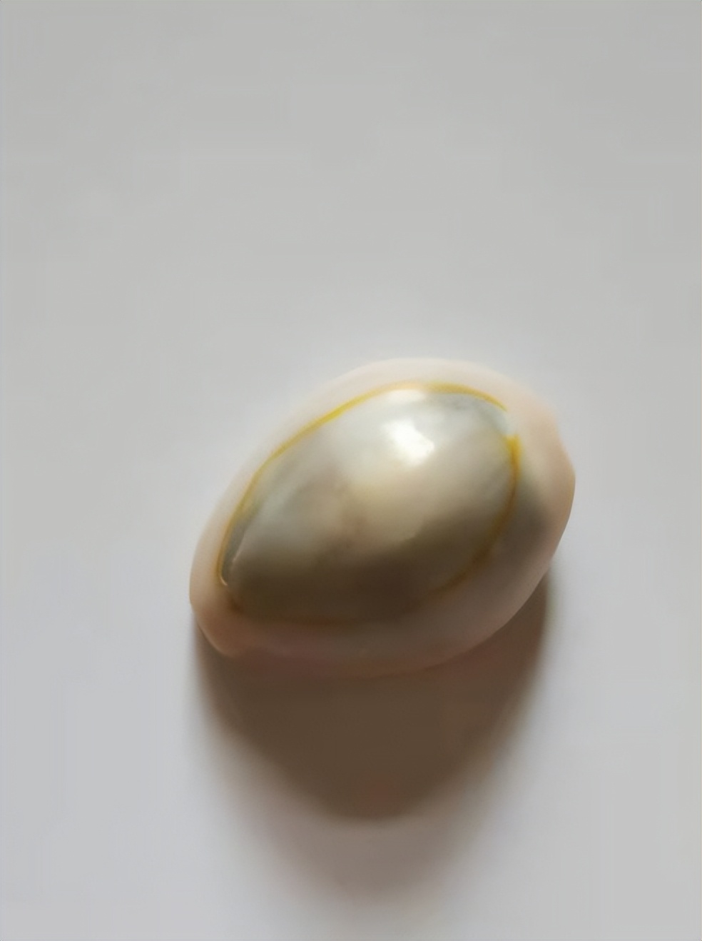 海南海鲜贝类有哪些,海南海鲜贝类