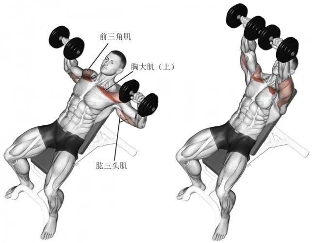 一周健身增肌训练计划,哑铃家庭一周训练计划