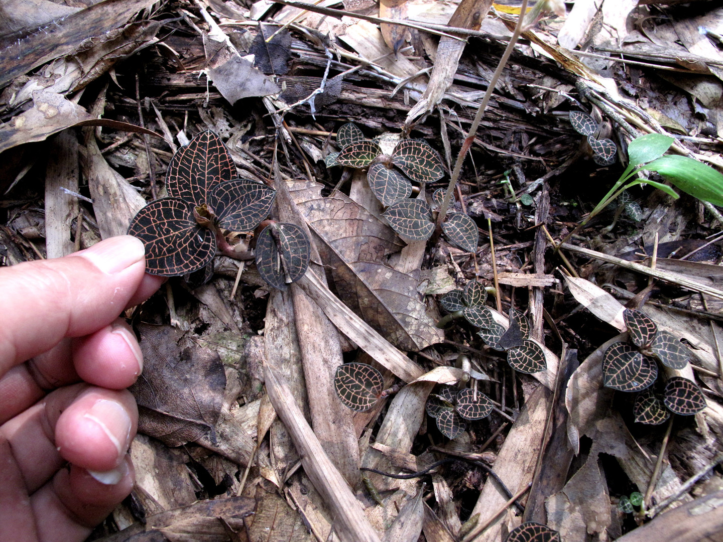 海曙龙观乡深山中首次发现珍稀兰科植物——浙江金线兰