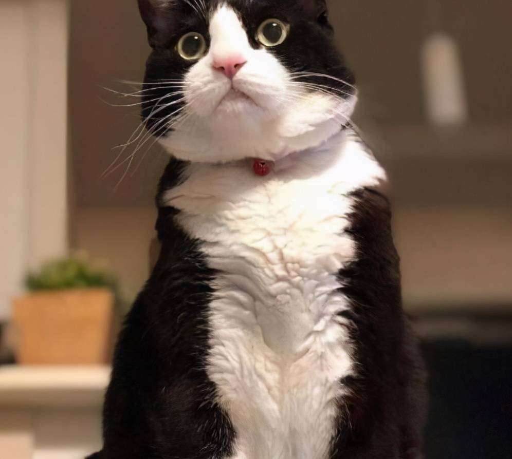 有六大特征的猫有福,什么猫好养比较聪明旺财