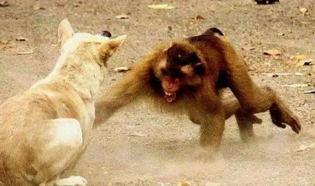 狗猴大战猴子惨败,藏獒猴子大战