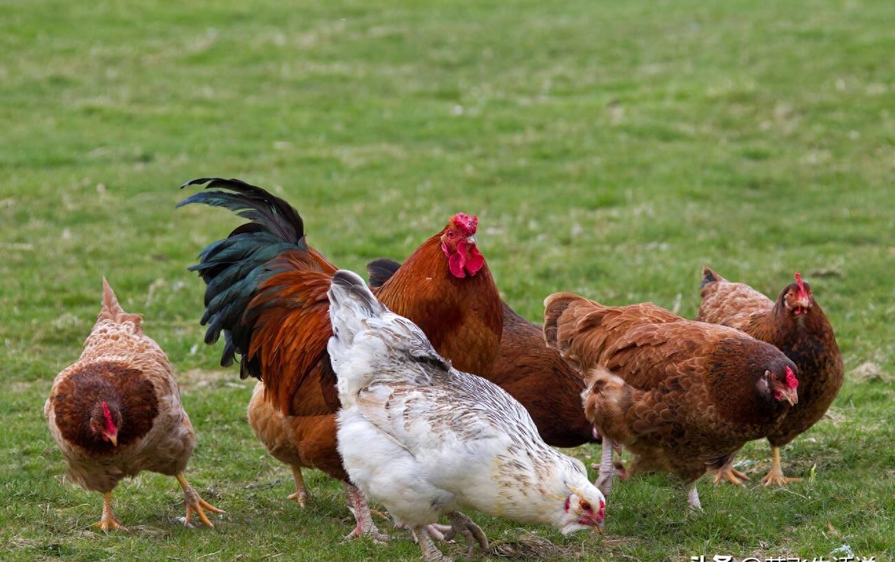神奇公鸡,神奇的公鸡产卵