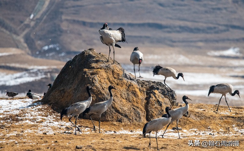 高原精灵黑颈鹤越冬之地——大山包（云、藏自驾旅行纪实之一）
