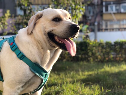 拉布拉多的优点和缺点是什么,拉布拉多和金毛的优点和缺点