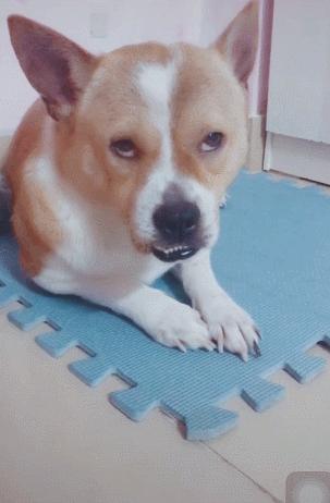 城市狗狗死了丢哪里,家里的狗狗死了埋在哪里