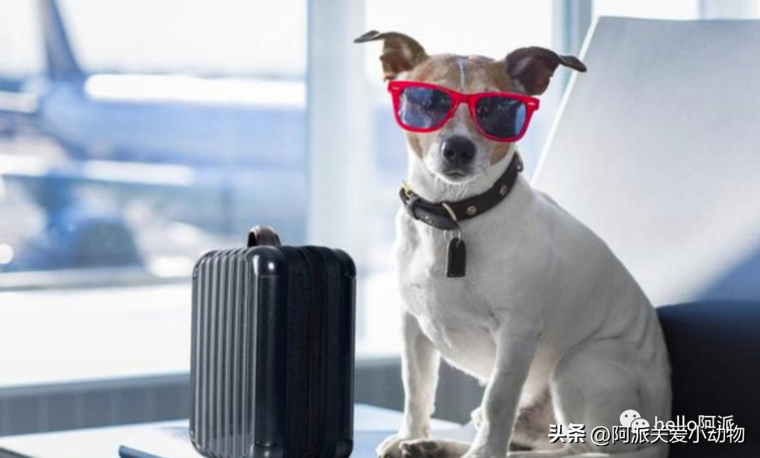 毛孩子能坐飞机吗,宠物能坐飞机吗需要哪些手续呢