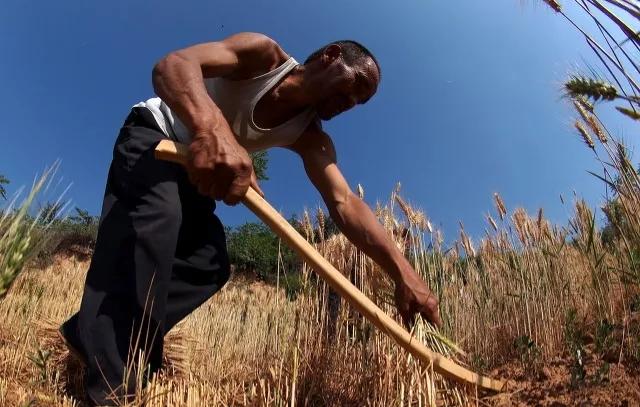 53岁农村大叔收入,56岁农村大叔一年收入