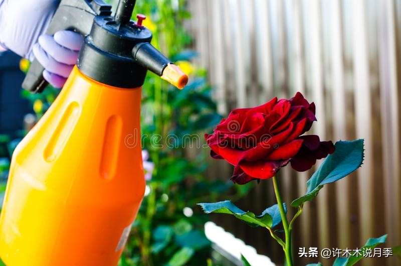 秋天月季雨水多月季会不会烂根,月季雨季长白粉怎么办