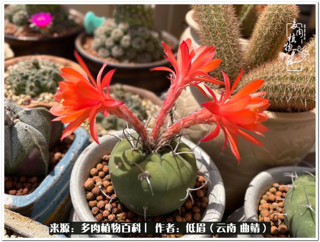 养了七年多肉,养了八年的肉肉终于开花了