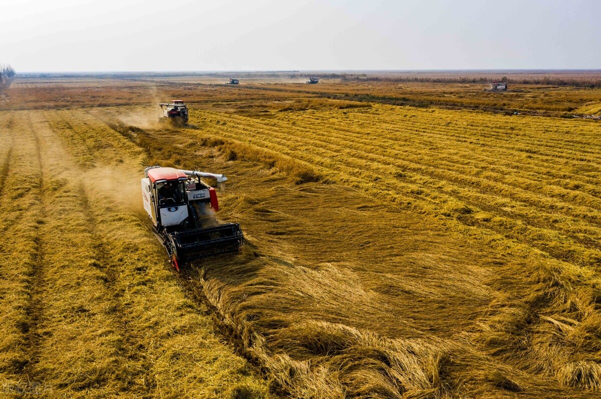 中国十大农业科技进展,十大农业科技标志性成果