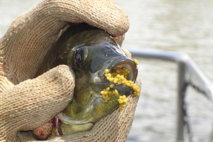 在美国很受欢迎的罗非鱼刺少肉多,美国罗非鱼刺少肉多