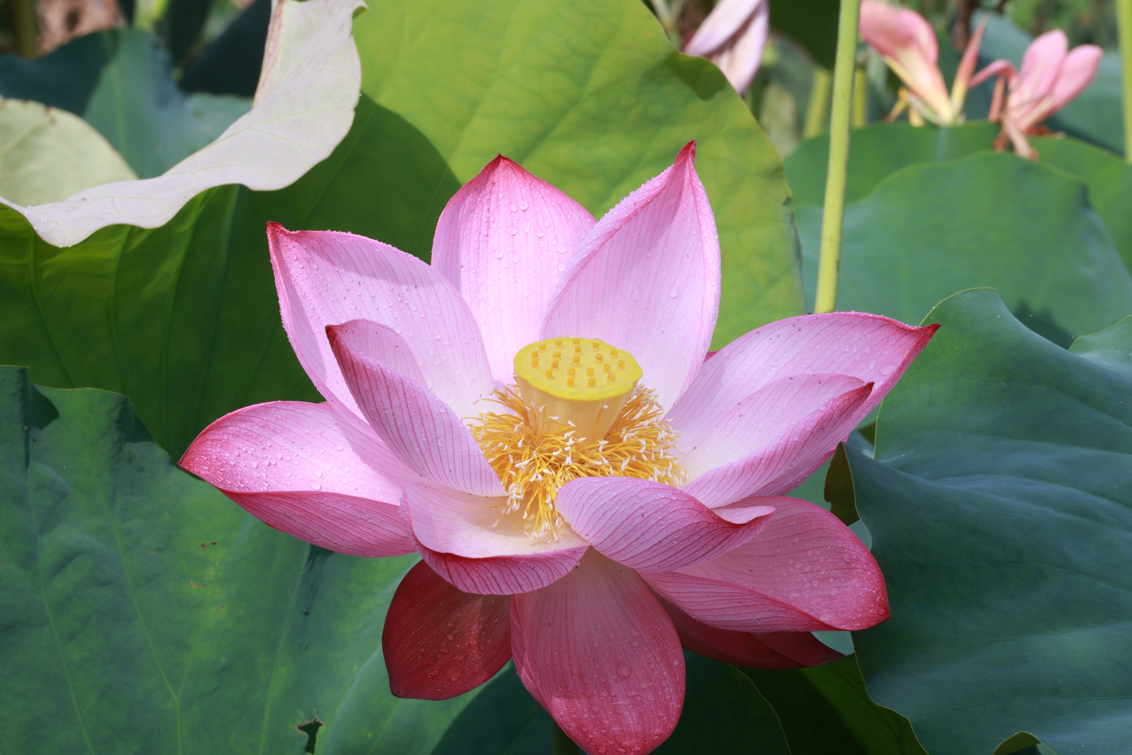 又是荷花盛开时完整版,又是一年荷花盛开时文案