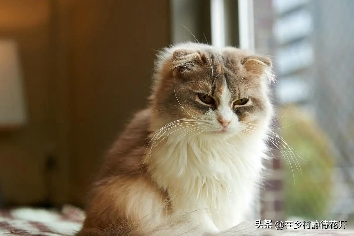 郑振铎的猫为什么总是死,郑振铎猫想对人类说些什么