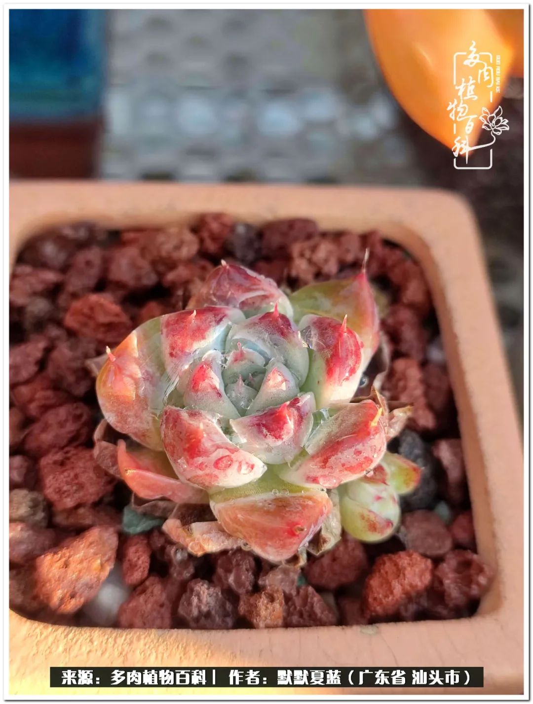 多肉虐我千百遍，我待多肉如初恋