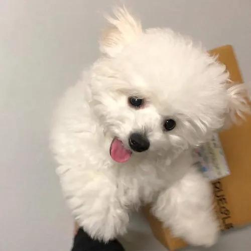 可爱的狗狗叫哆哆,聪明狗狗哆哆