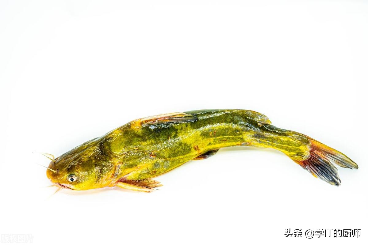 流水黄辣丁养殖一亩利润,黄辣丁养殖圆桶一个多少平方