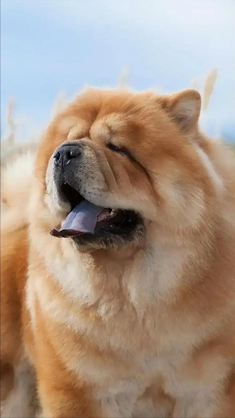 松狮犬的优点和缺点,松狮犬的优点与缺点是什么