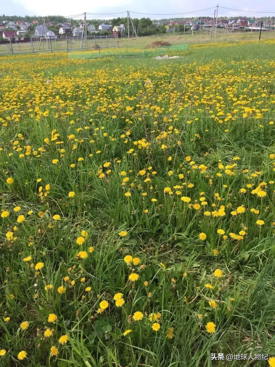 山东女子在俄罗斯打拼16年，在莫斯科郊外买一公顷土地实现田园梦