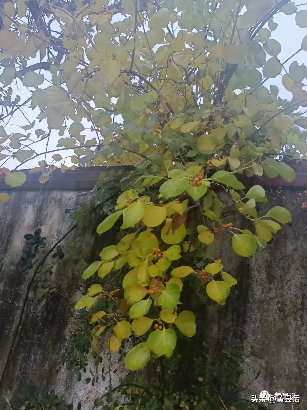 南蛇藤有几个品种图片,南蛇藤是干花吗