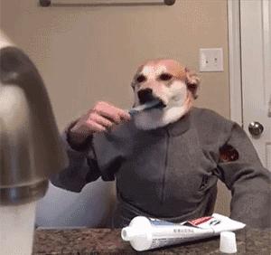 狗狗口臭怎么办解决方法大揭秘,狗狗口臭怎么办最快解决