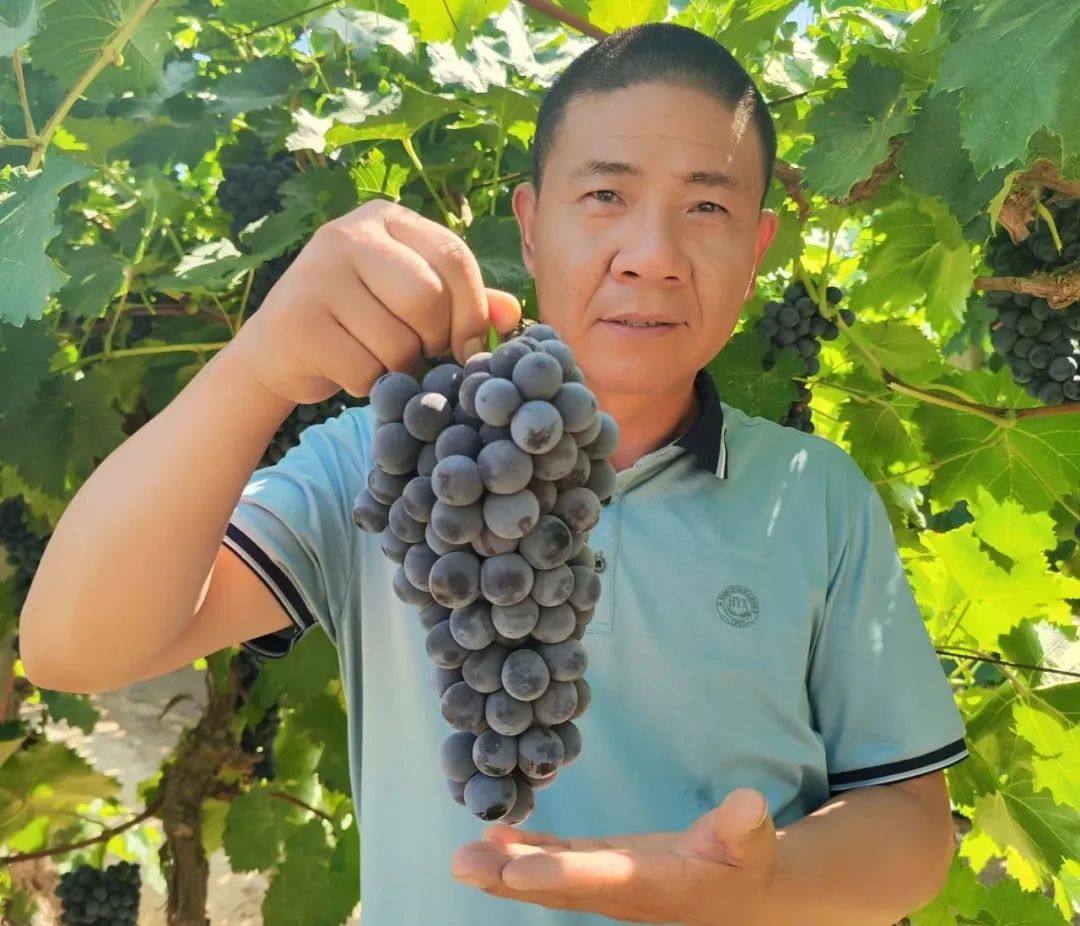 申杰醉打金枝,申杰升再创辉煌