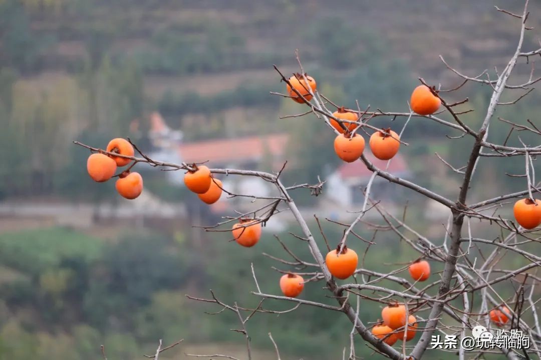 秋风里,走在秋风里
