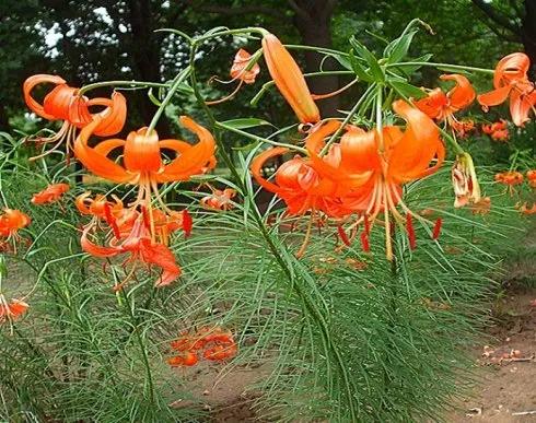 百合品种山丹丹,百合山丹丹花