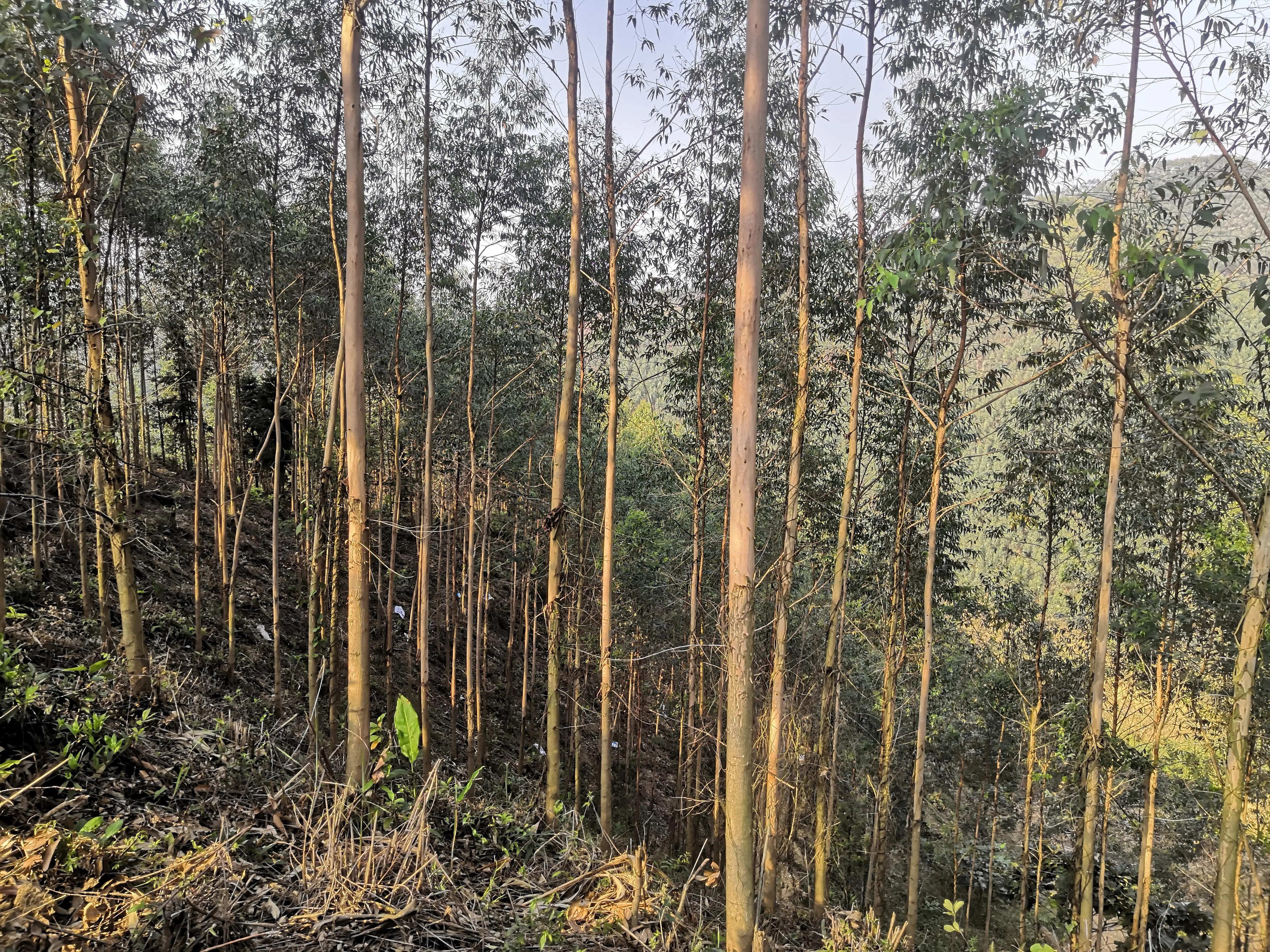 探秘原始森林的真实过程,揭露森林背后的真相