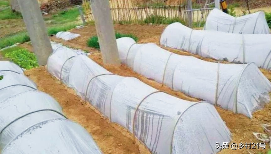 冬季能种植的耐寒蔬菜,冬天可以种的蔬菜合集