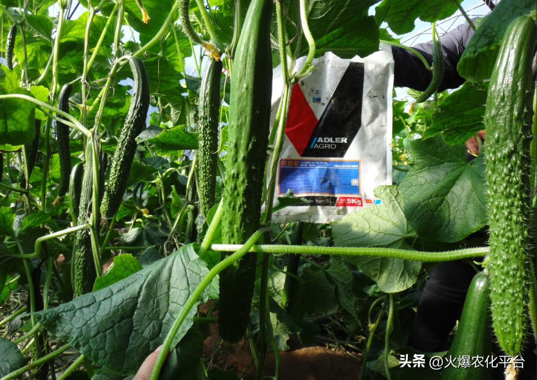 西班牙原装进口肥料艾德拉,西班牙艾德拉农肥料有限公司