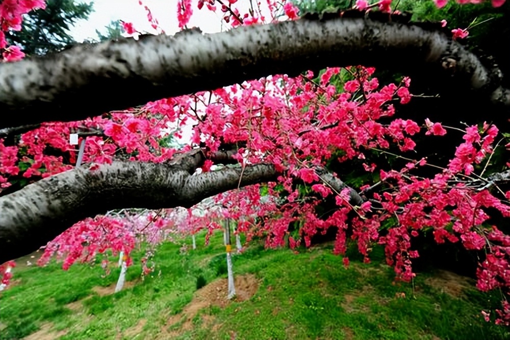 智仁勇三德合一是功夫论吗,智仁勇三者