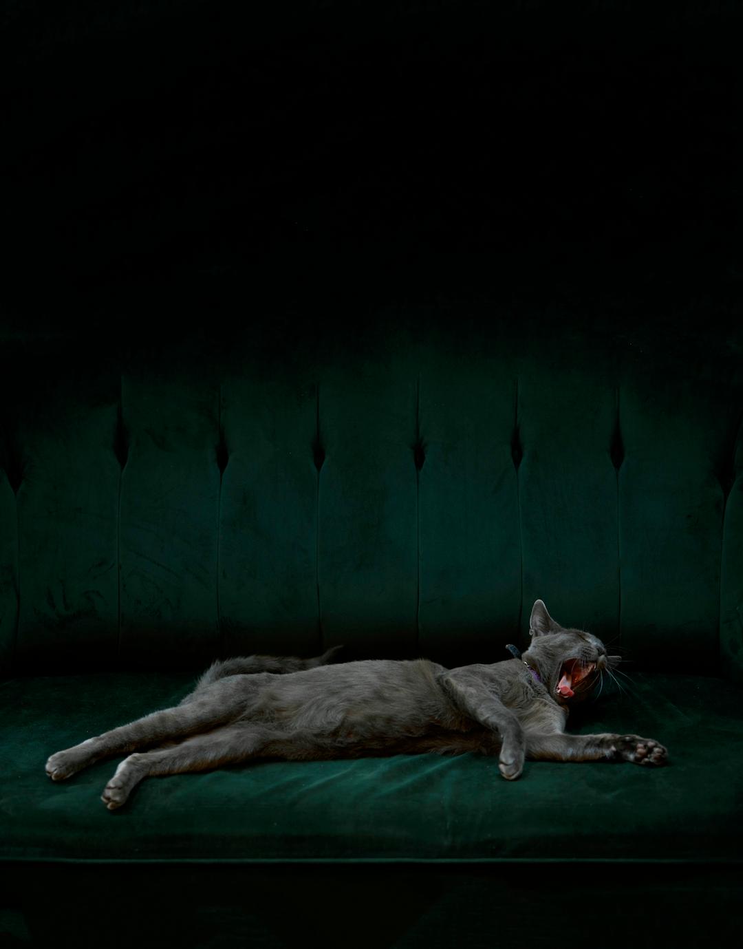 2022索尼摄影大赛征稿,2022索尼世界摄影大赛