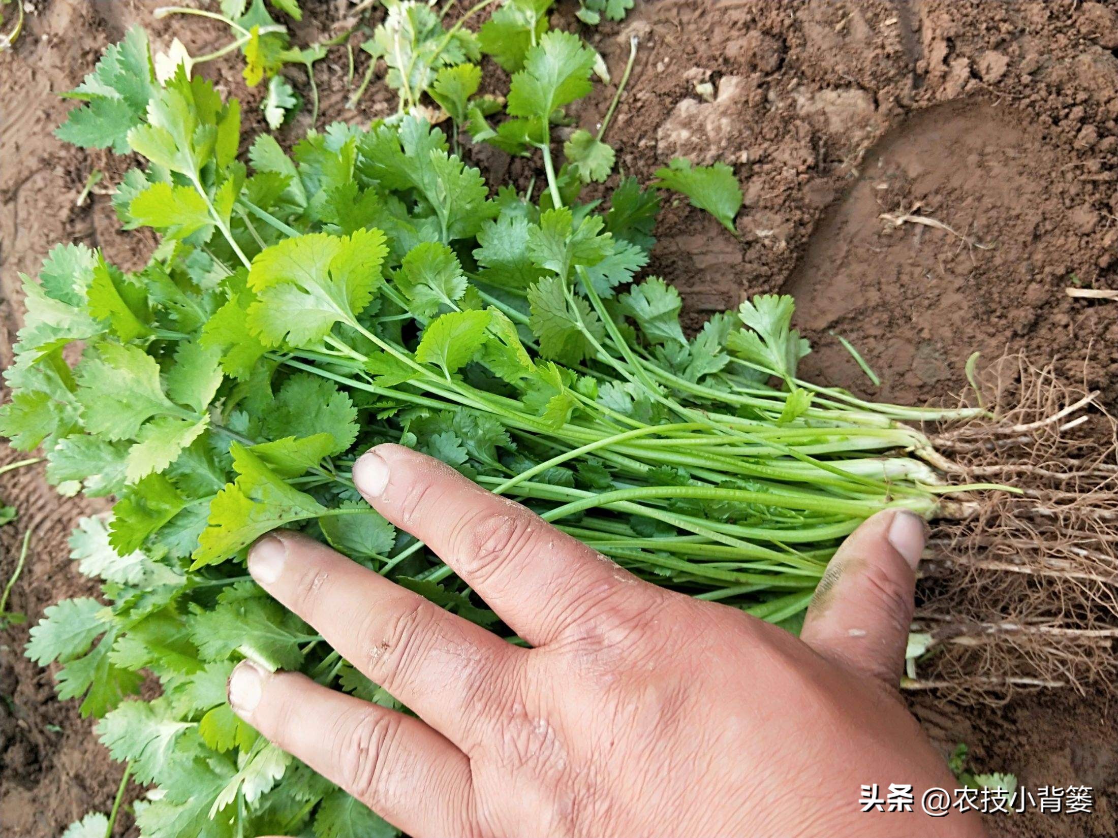 香菜怎样种植出苗快产量高,秋季大棚种植香菜技术
