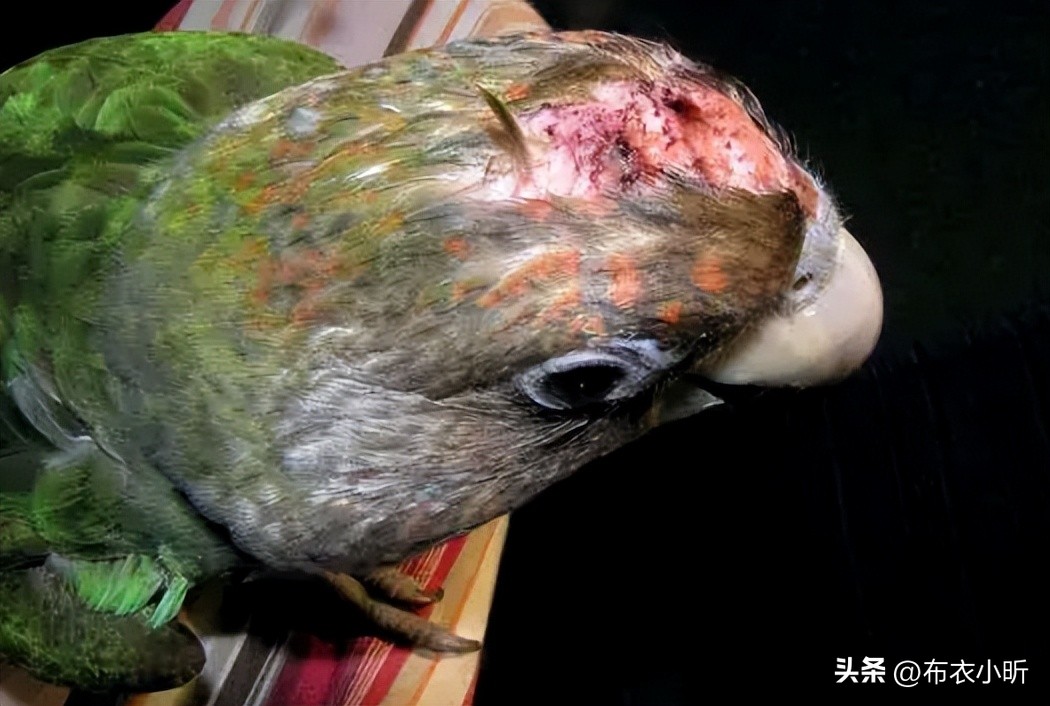 鹦鹉应激怎么抢救视频讲解,鹦鹉失去平衡的急救方法