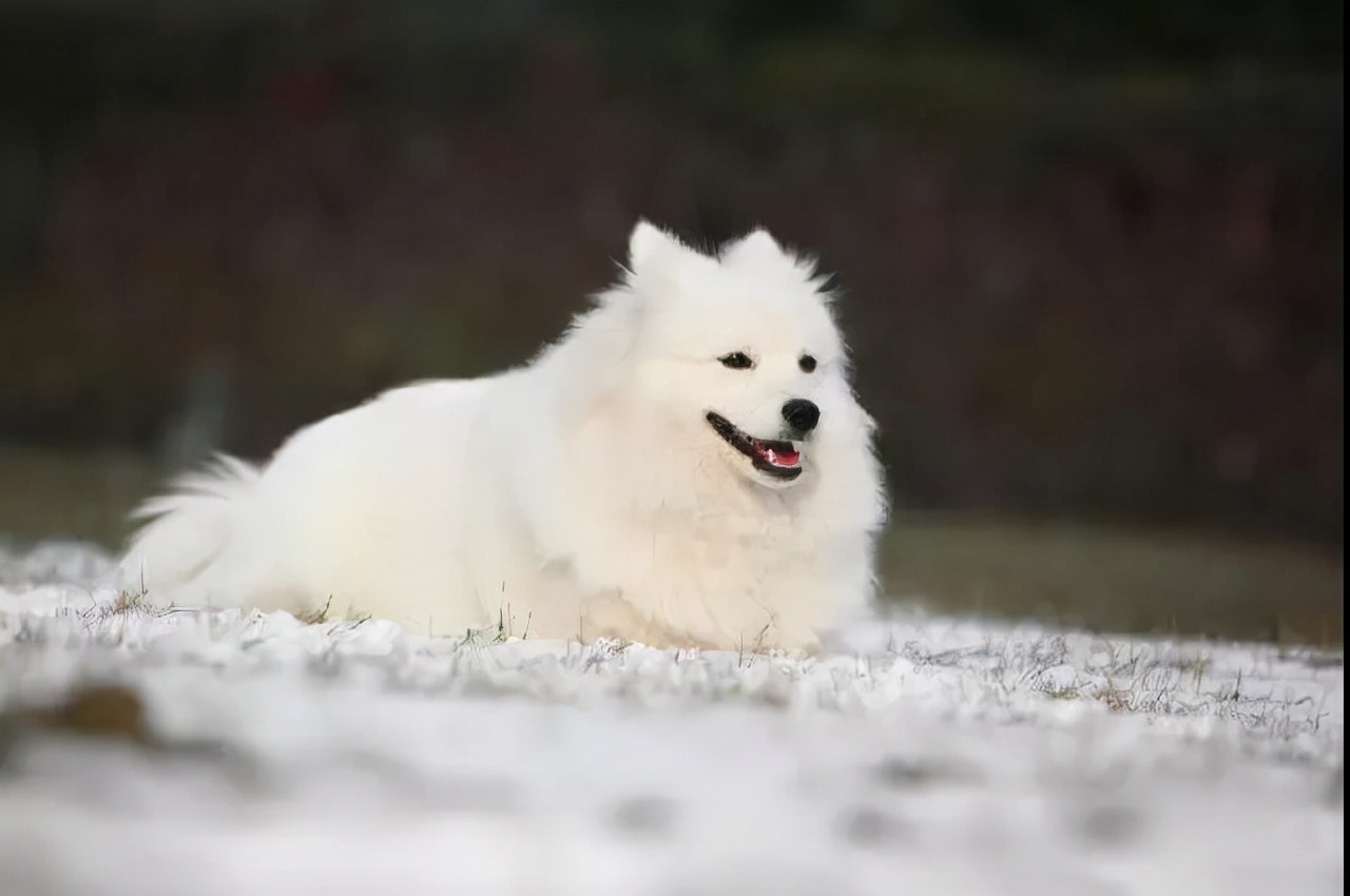 100多种名犬图片大全大图高清,100多种名犬图片大全大图