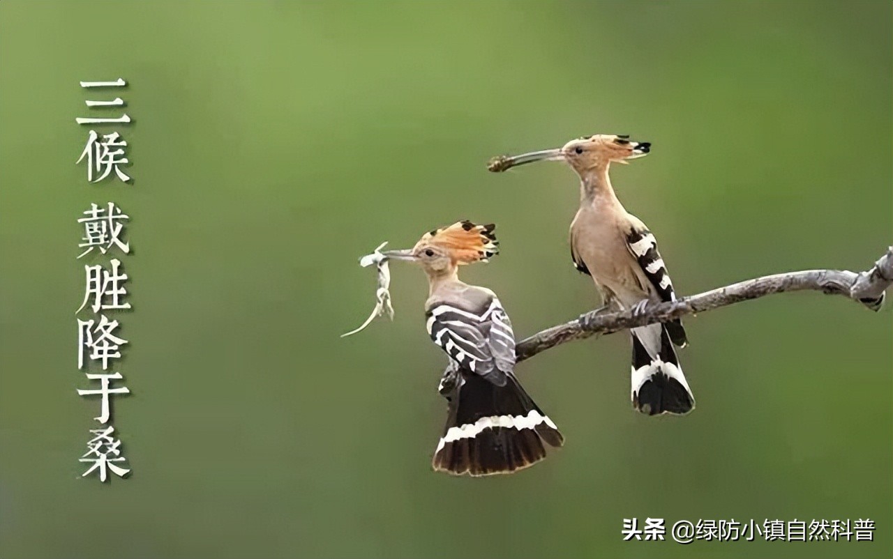 二十四节气之谷雨歌曲,二十四节气之谷雨儿歌歌词